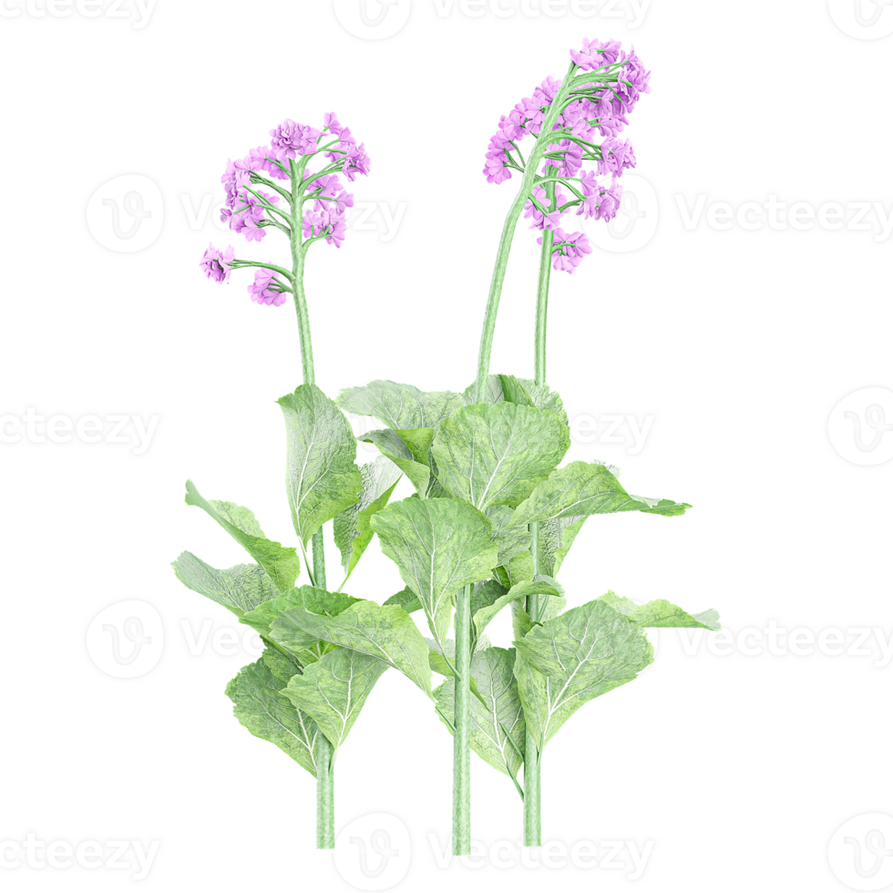 3d rendering of vervain flower plants isolated on transparent Canvas png