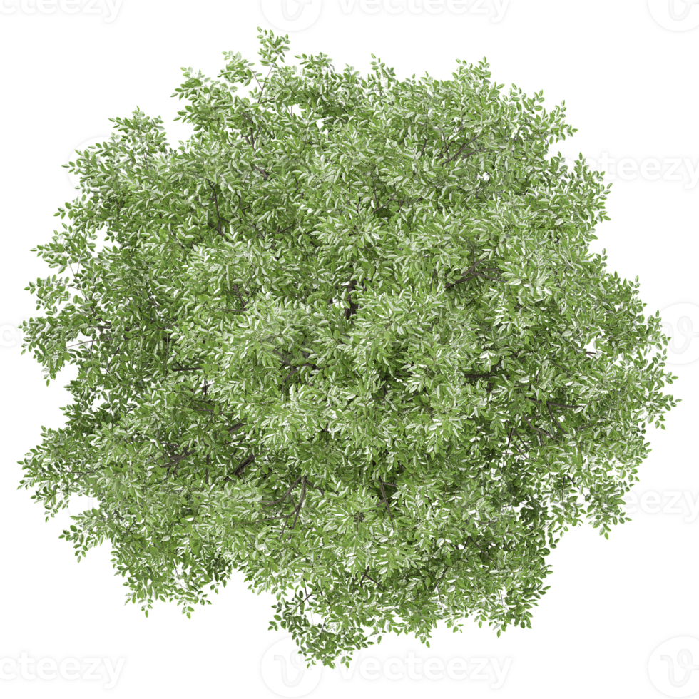 3d illustration of Oak Tree isolated on transparent canvas from top view png