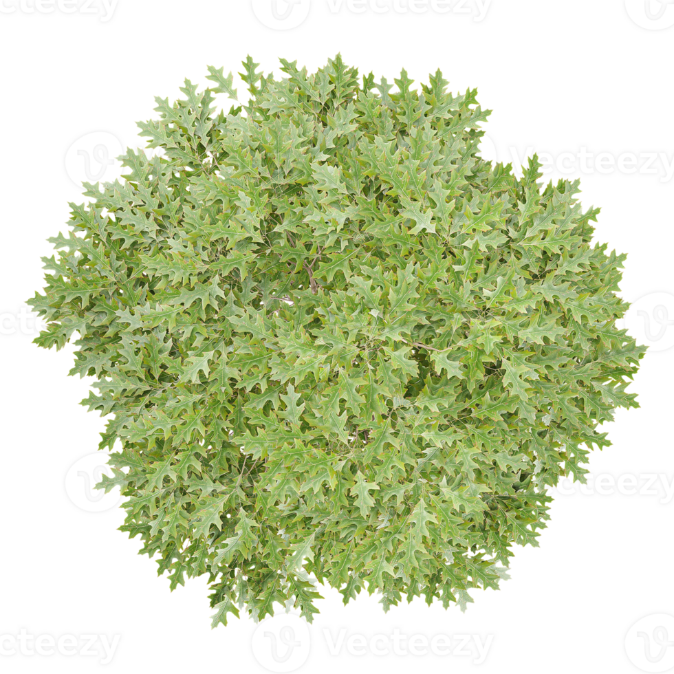 3d illustration of european ash tree isolated on transparent canvas from top view png