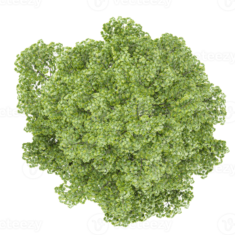 set of Norway maple plant isolated on transparent Canvas from the top view png