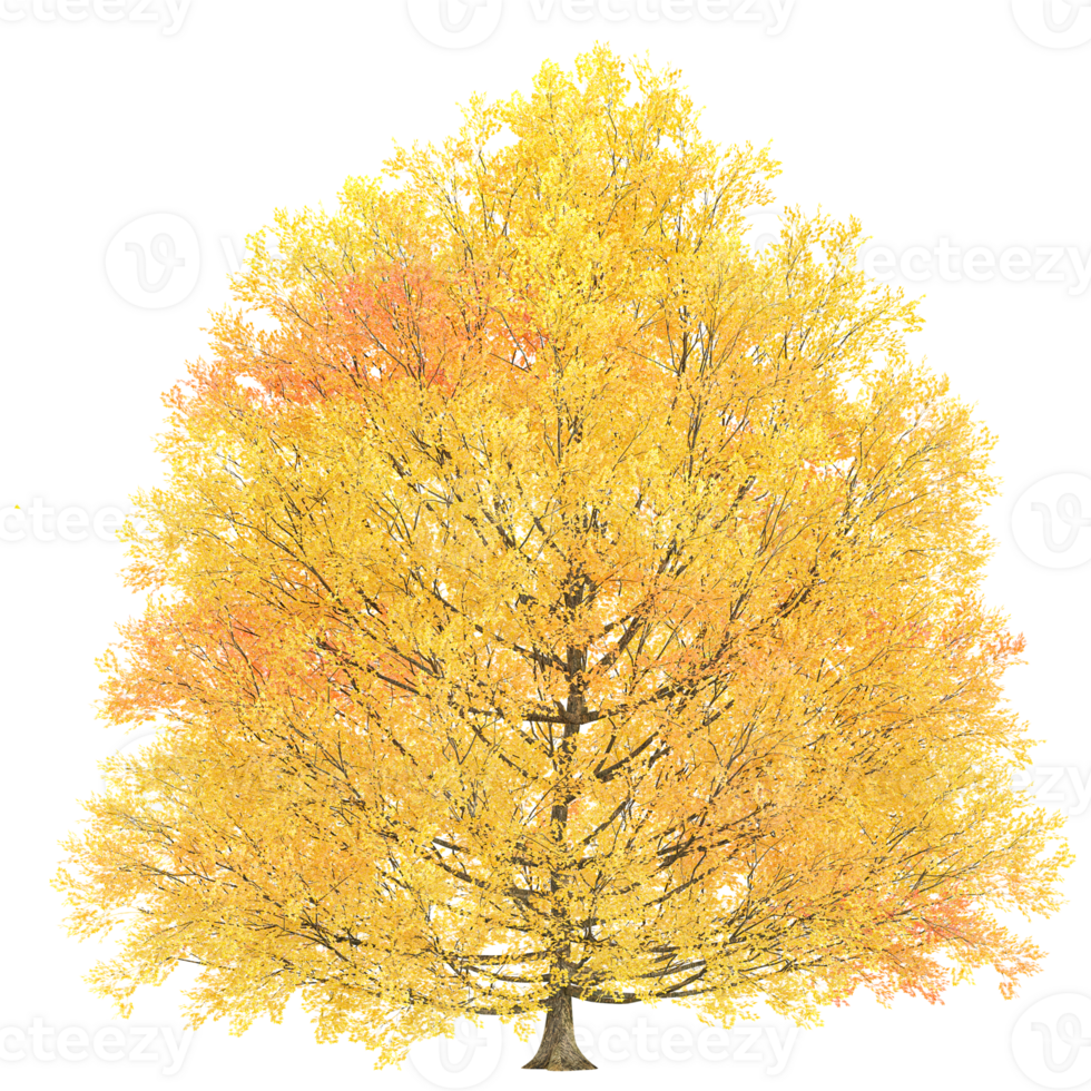 3d Rendering Of autumn tree on Transparent Canvas png