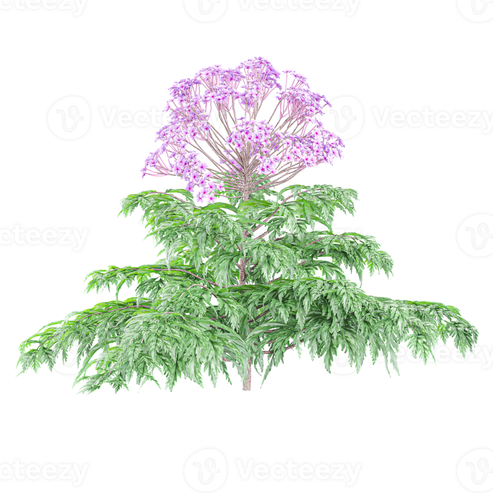 3d illustration of vervain flower plants isolated on transparent Canvas png