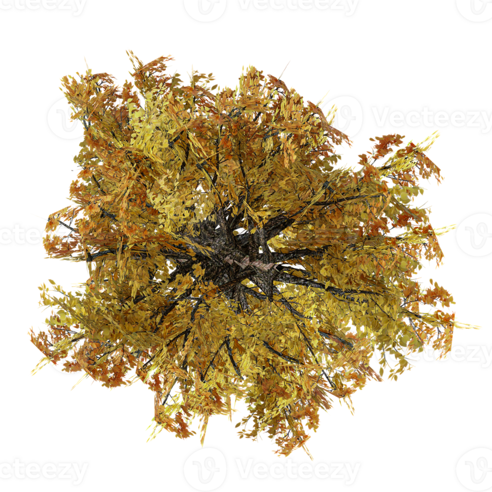 collection of Aspen tree isolated on transparent Canvas from the top view png
