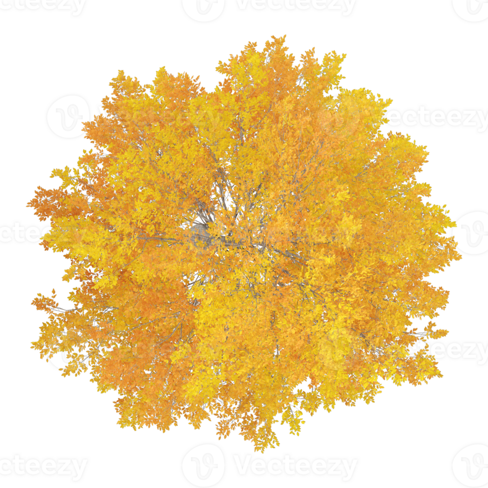 collection of autumn tree with realistic style from top view png