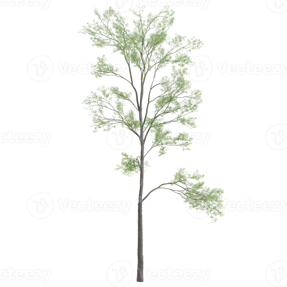 3d illustration of birch tree isolated on transparent canvas png