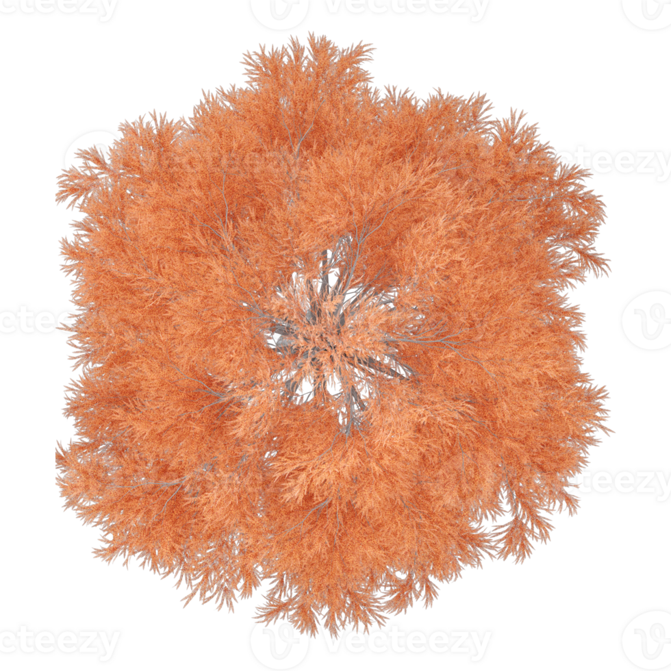3d illustration of autumn tree isolated on transparent Canvas from top view png