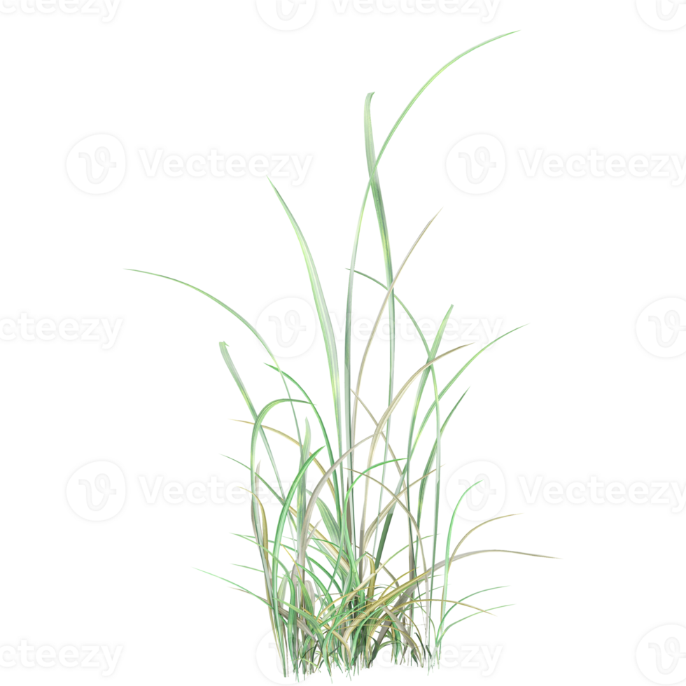 isolated tropical green grass on transparent Canvas png