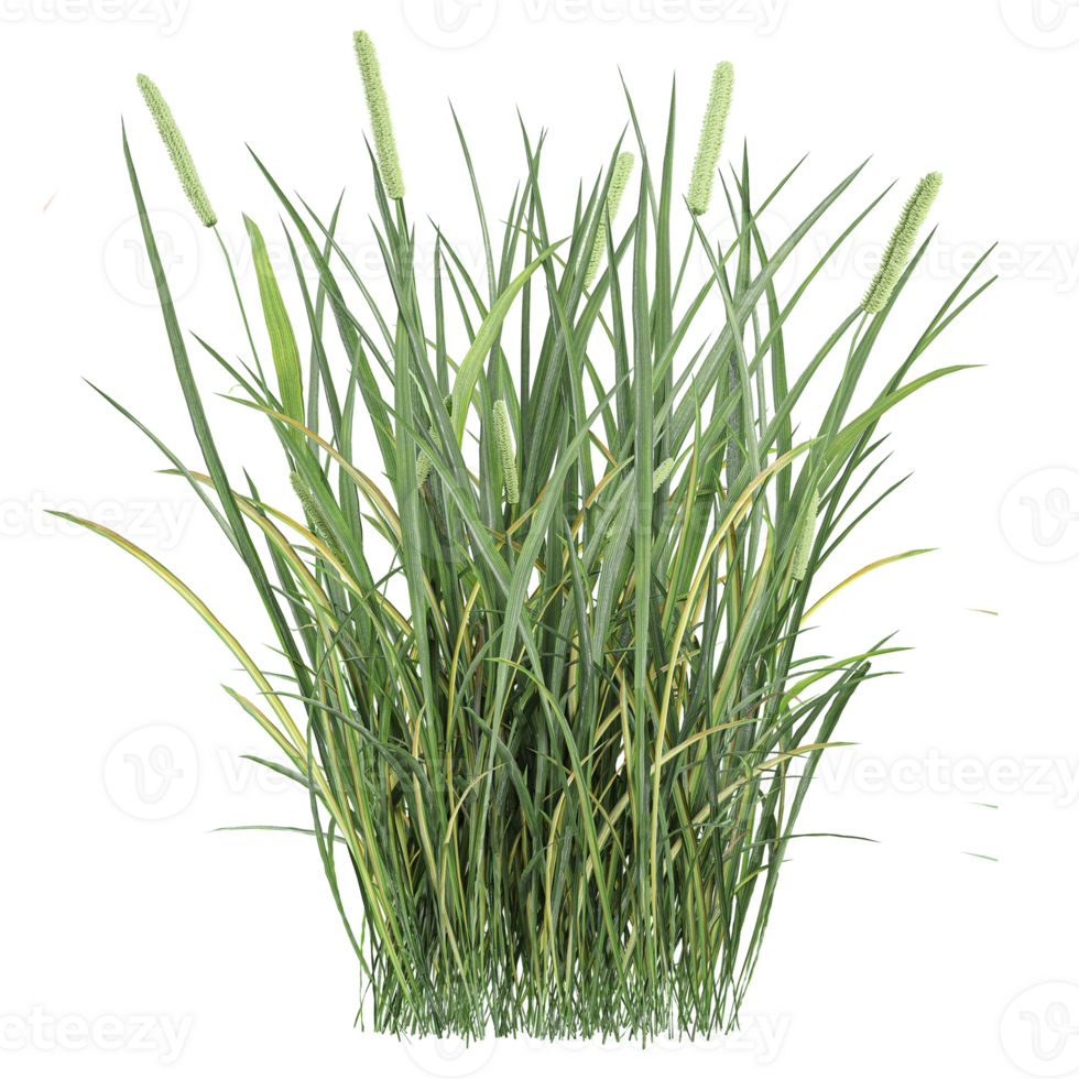 collection of green grass isolated on transparent Canvas png