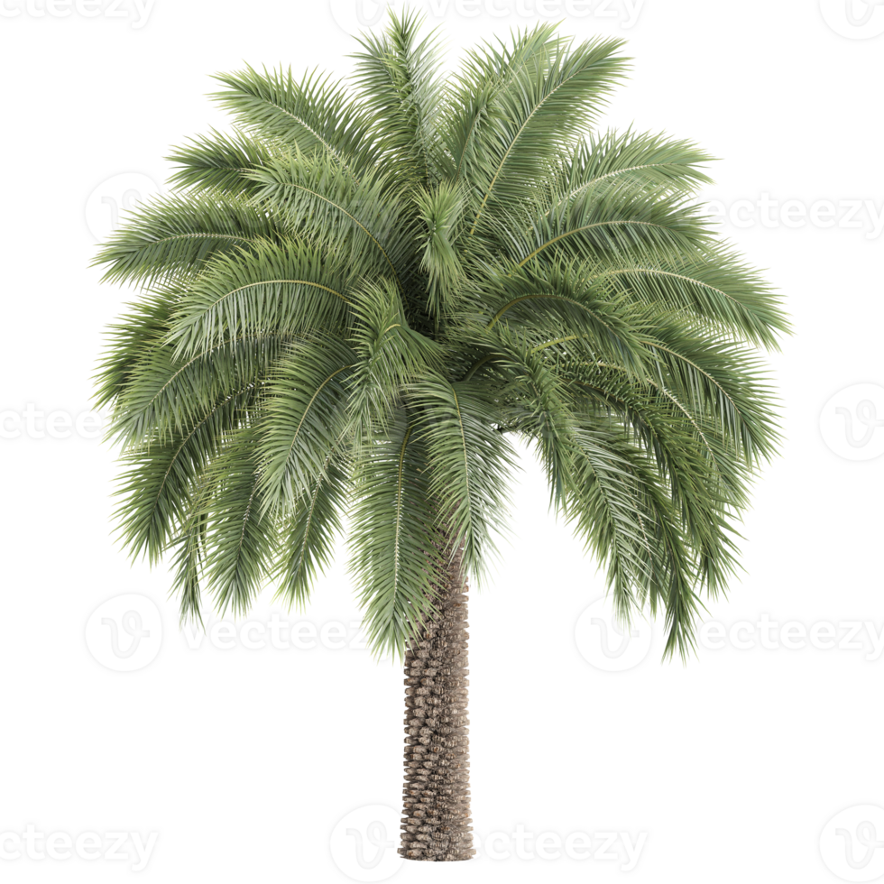 3d illustration of Phoenix sylvestris palm isolated on transparent Canvas png