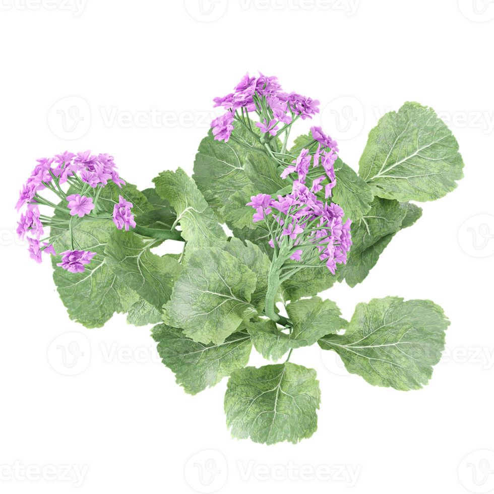 3d illustration of vervain flower plants isolated on transparent Canvas from top view png