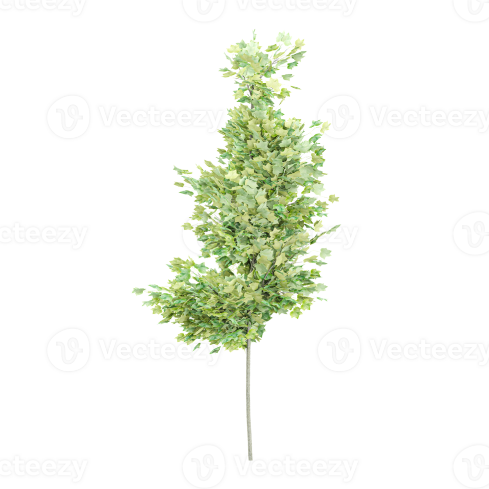 3d illustration of Maple plant isolated on transparent canvas png