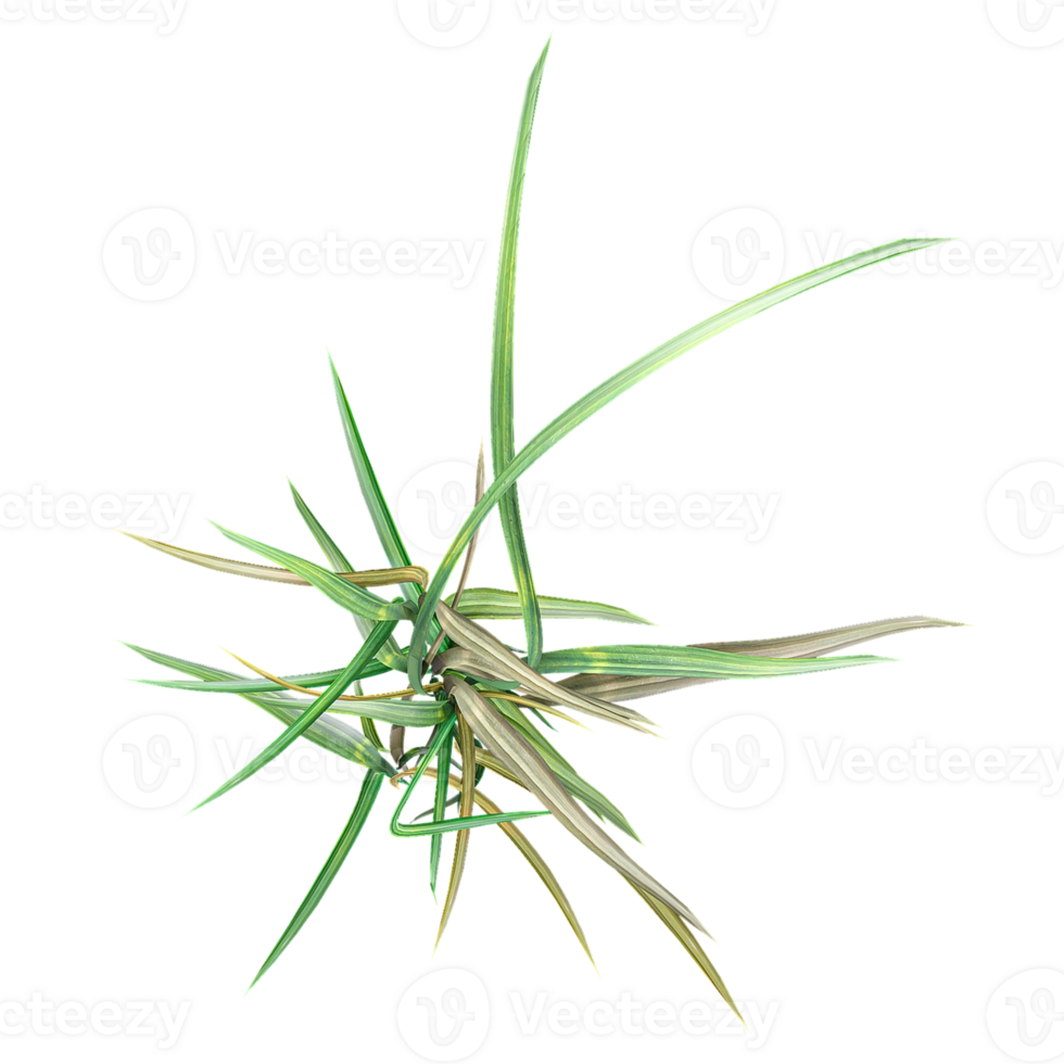 3d Rendering Of green grass on Transparent Canvas from the top view png