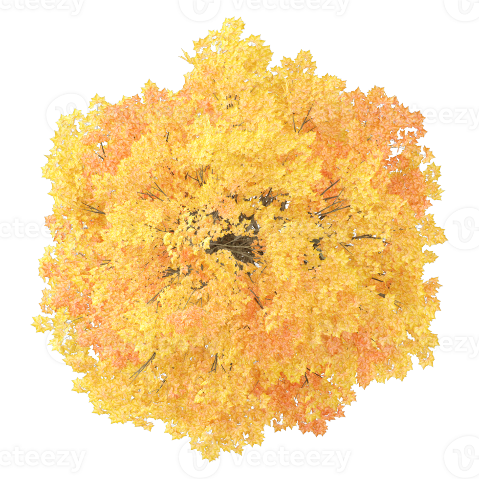 Collection of autumn tree isolated on transparent Canvas from the top view png