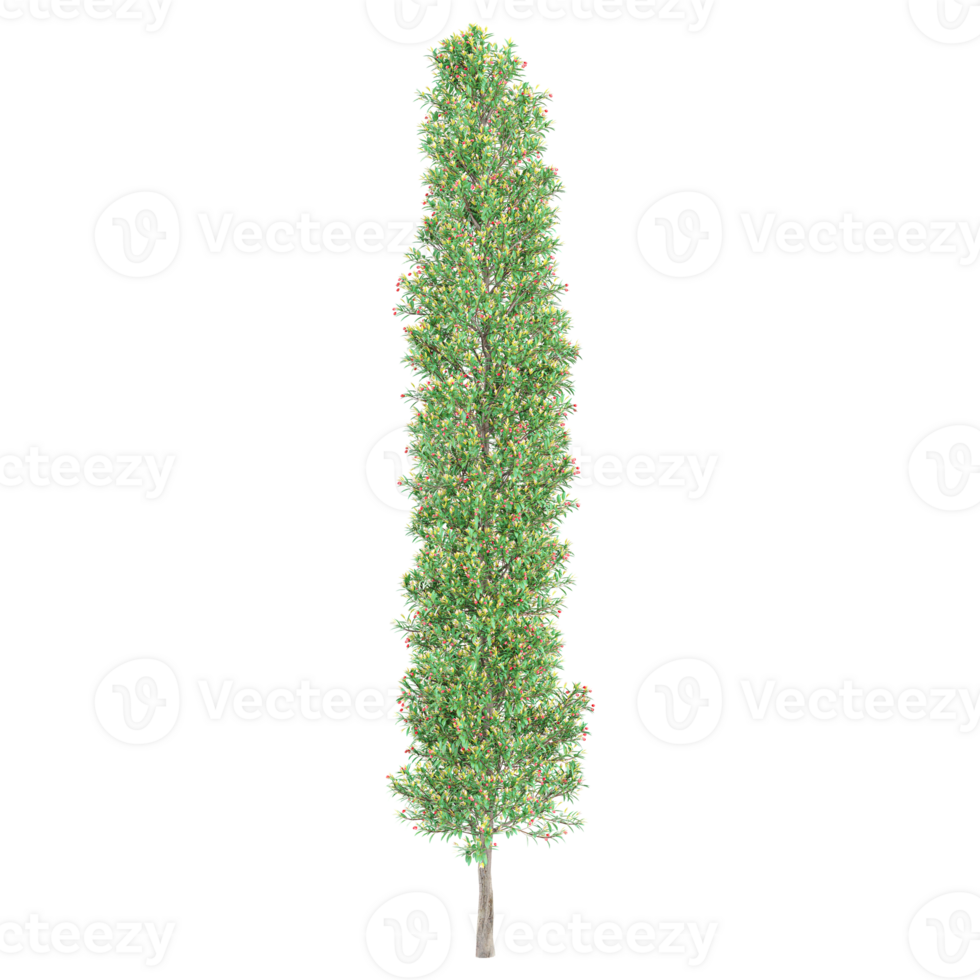 3d illustration of Pinnacle plant isolated on transparent canvas png