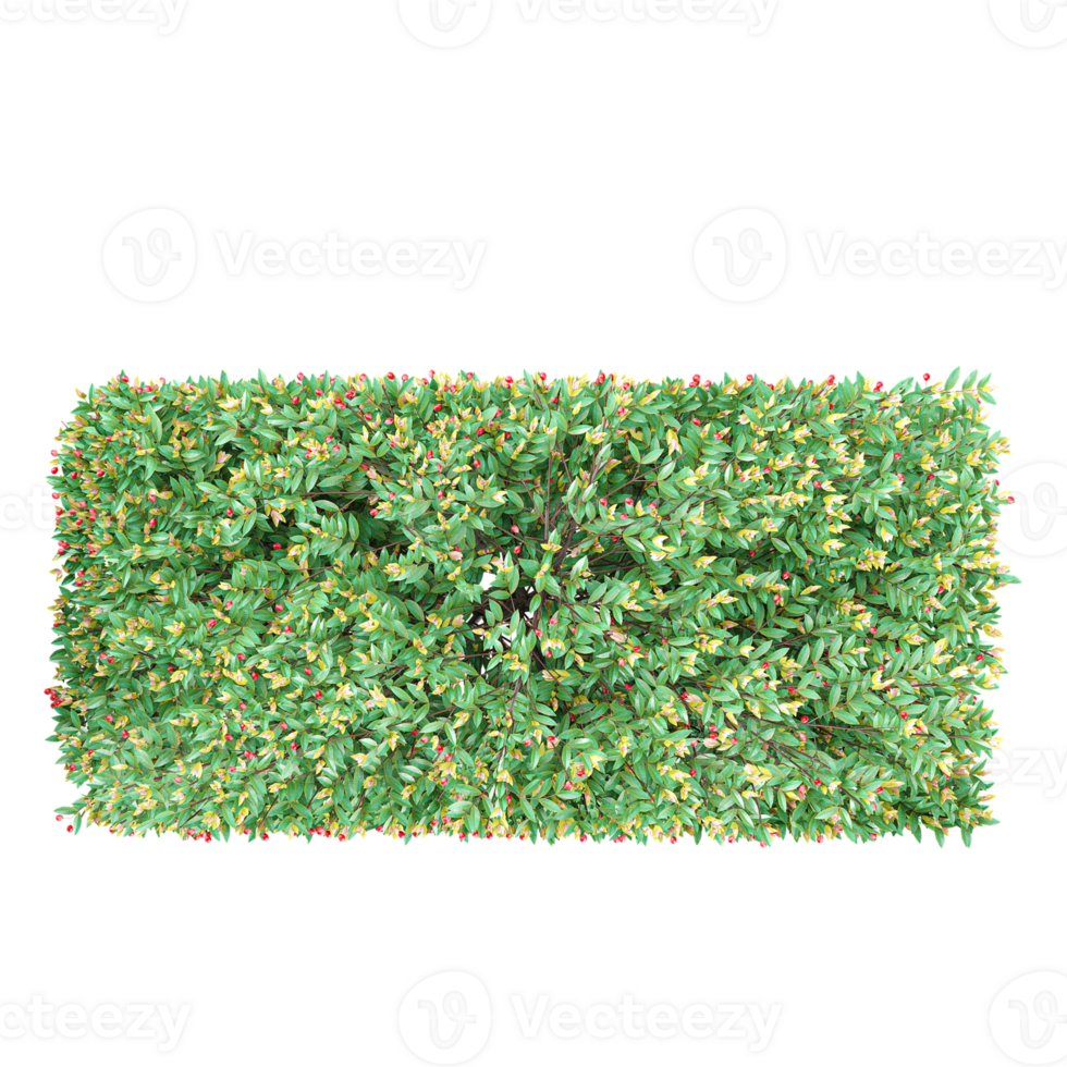 3d Rendering of Pinnacle plant on Transparent Canvas from the top view png