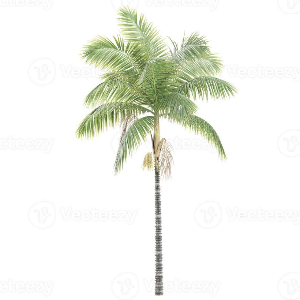 3d illustration of Royal palm isolated on transparent Canvas png