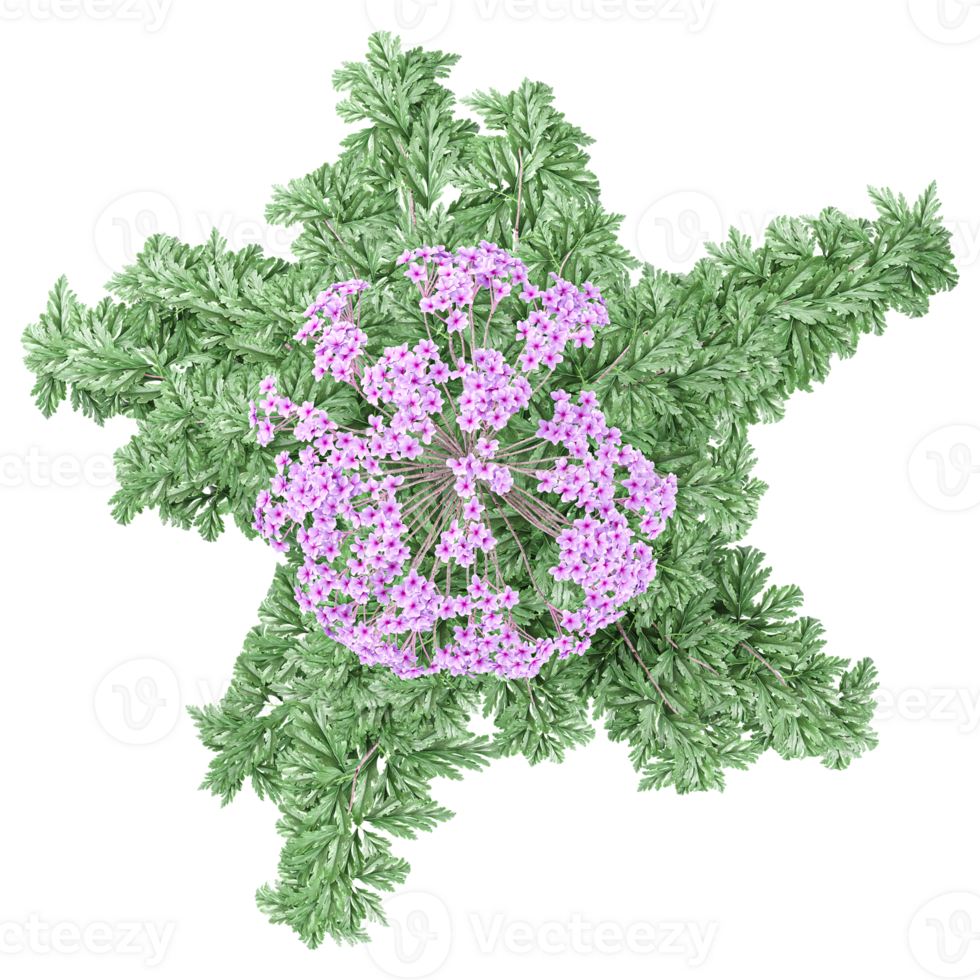 3d rendering of vervain flower plants isolated on transparent Canvas from the top view png