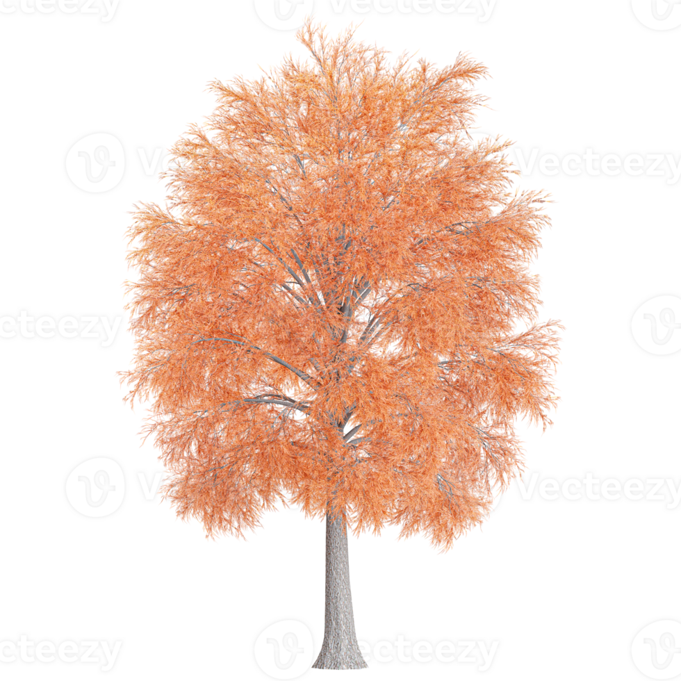 3d illustration of autumn tree isolated on transparent Canvas png