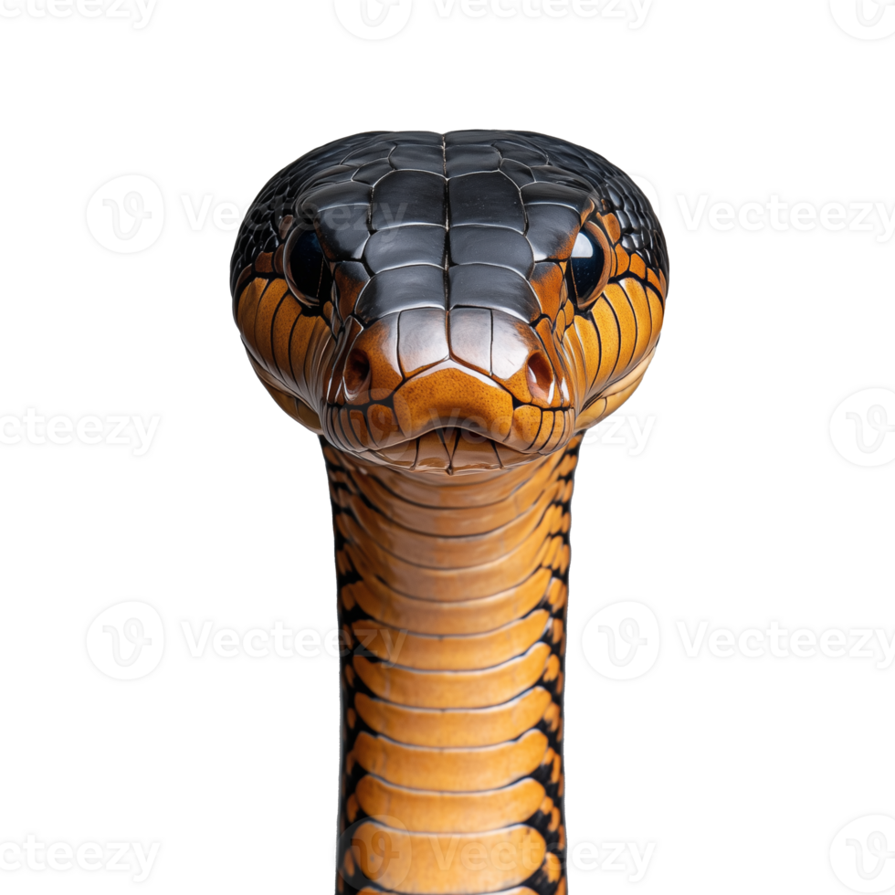 Close up of a cobra with head raised, showing hood, on a transparent background png