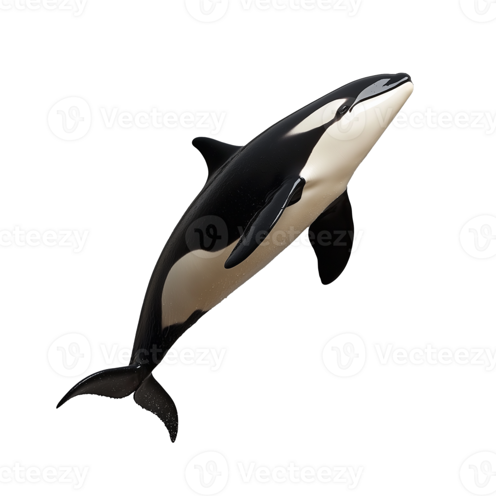Killer whale swimming forward with its black and white body, on a transparent background png