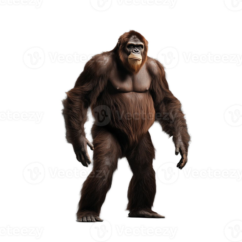 Large gorilla standing upright with muscular arms and broad shoulders, on a transparent background png