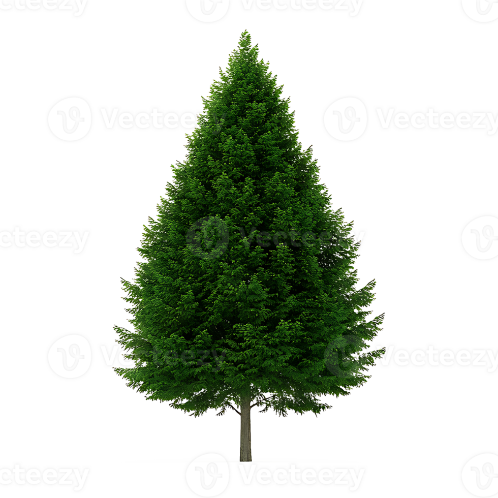 Pine tree isolated on a transparent background png