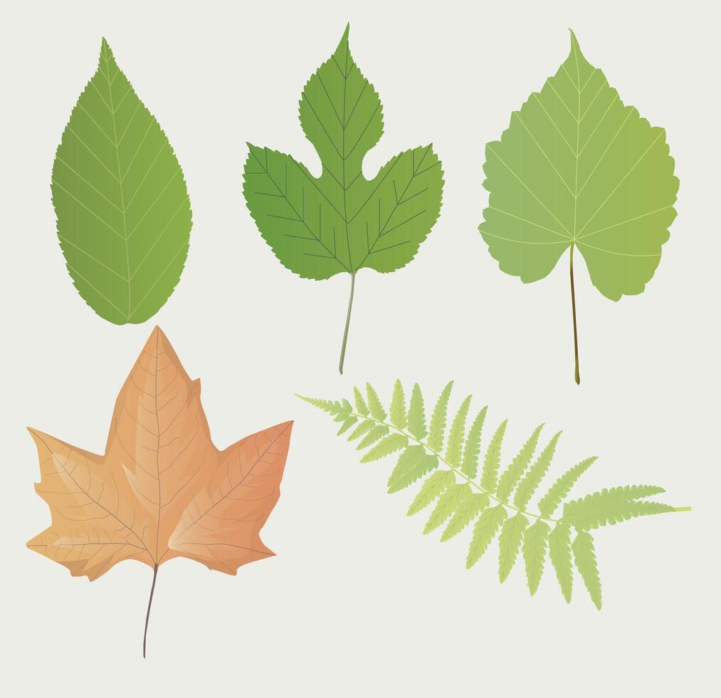 Set of abstract trees. Natural illustration vector