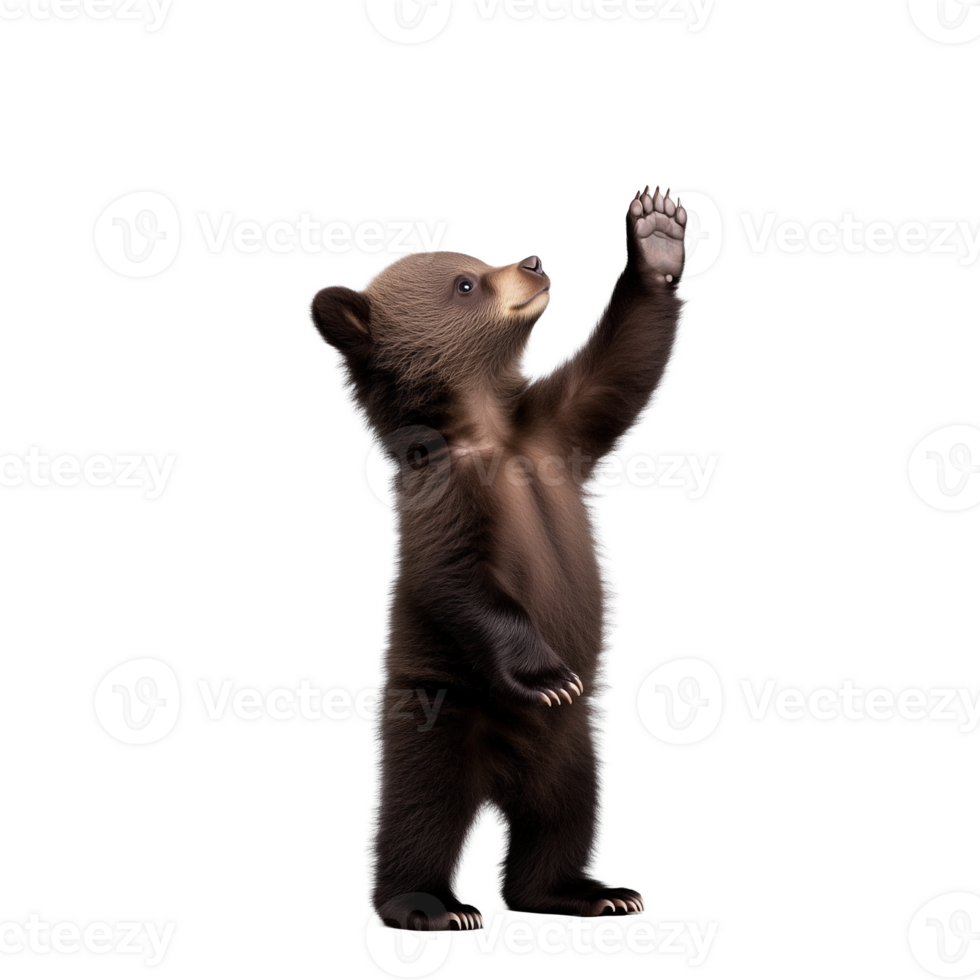 Baby bear standing on hind legs with one paw raised, transparent background png