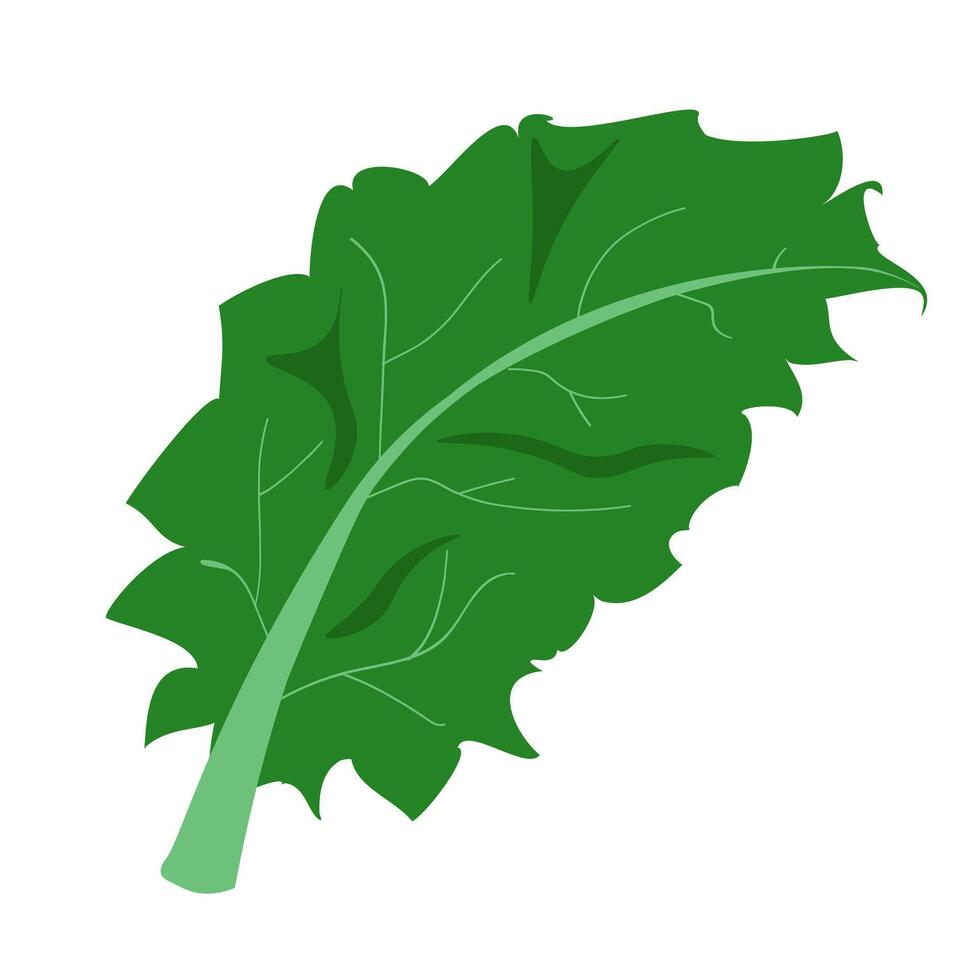 Lettuce leaf, vegetable drawn vector