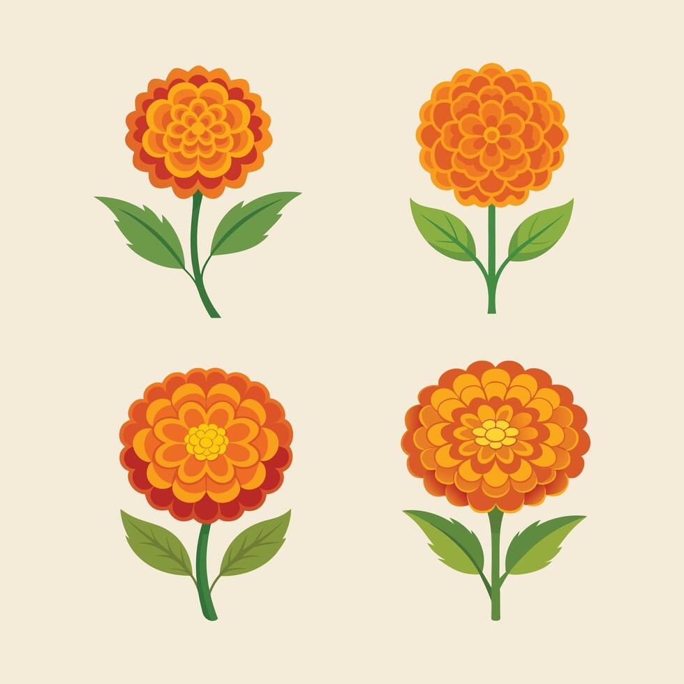 a set of marigold illustration vector