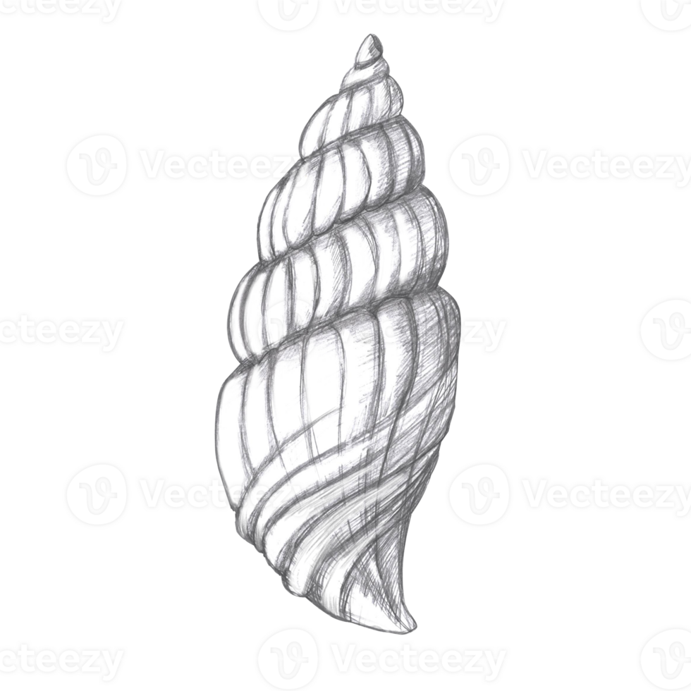 Hand drawn pencil drawing of a swirling shell. Isolated realistic illustration in realistic style for fish restaurant design, menu, textile, posters png