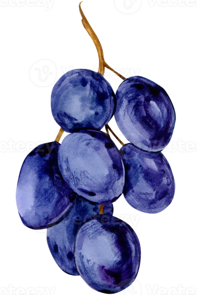 Watercolor blue grapes. Illustration of purple fruit. Grape symbol for wine, juice, jam labels. Clipart for winery, cafe, restaurant. png