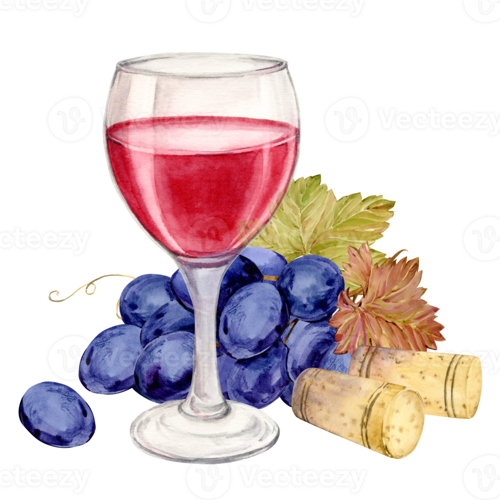 Glass of red wine, wine corks and blue grapes. Illustration of a bunch of grapes with purple berries and leaves lying on a table. Clipart for wine labels, winery, cafe, restaurant. png
