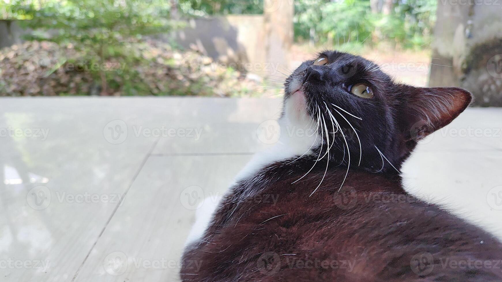 Grey Cat street Portrait face look front camera on blurred background. Focus on nearest eye photo