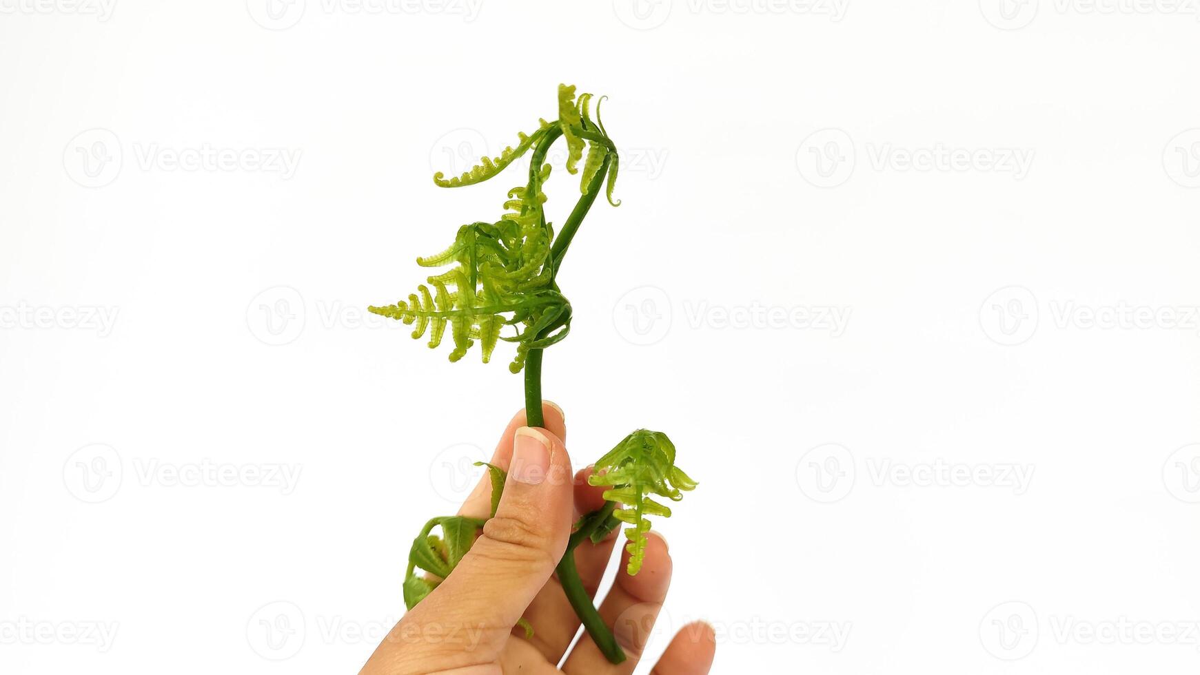 Ferns grow wild in the tropics. Shoots can be used as traditional food. Shrubs of ferns can help keep the slope structure from eroding. photo