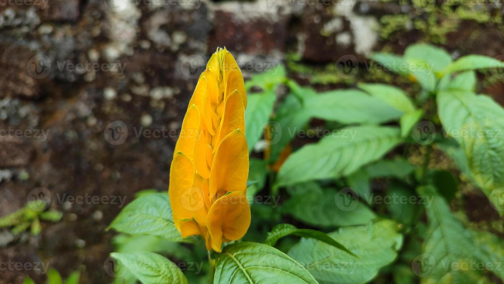 Exotic yellow flower, Acanthaceae Pachystachys Lutea, known by the common names lollipop plant golden shrimp. photo