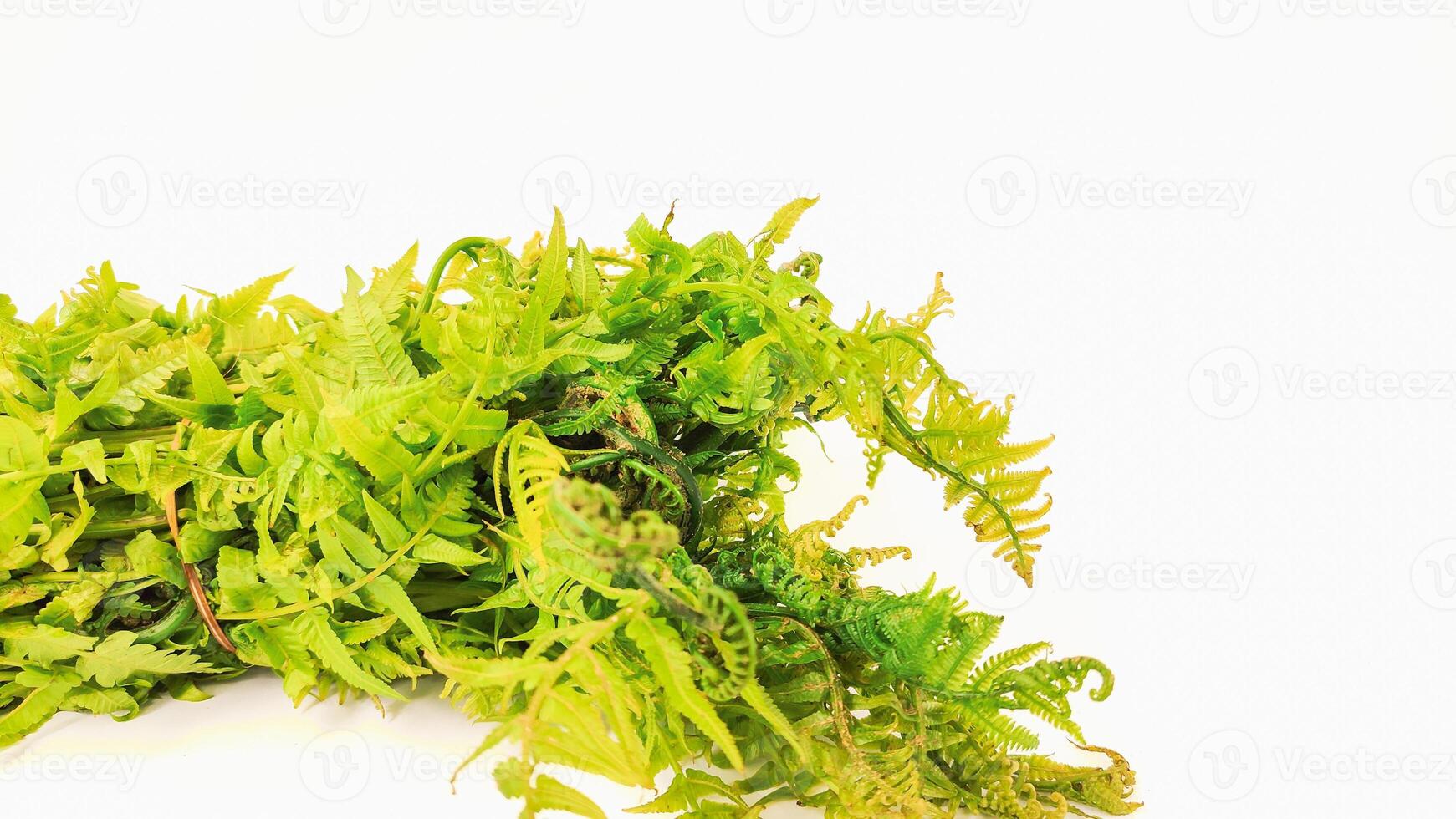 Ferns grow wild in the tropics. Shoots can be used as traditional food. Shrubs of ferns can help keep the slope structure from eroding. photo
