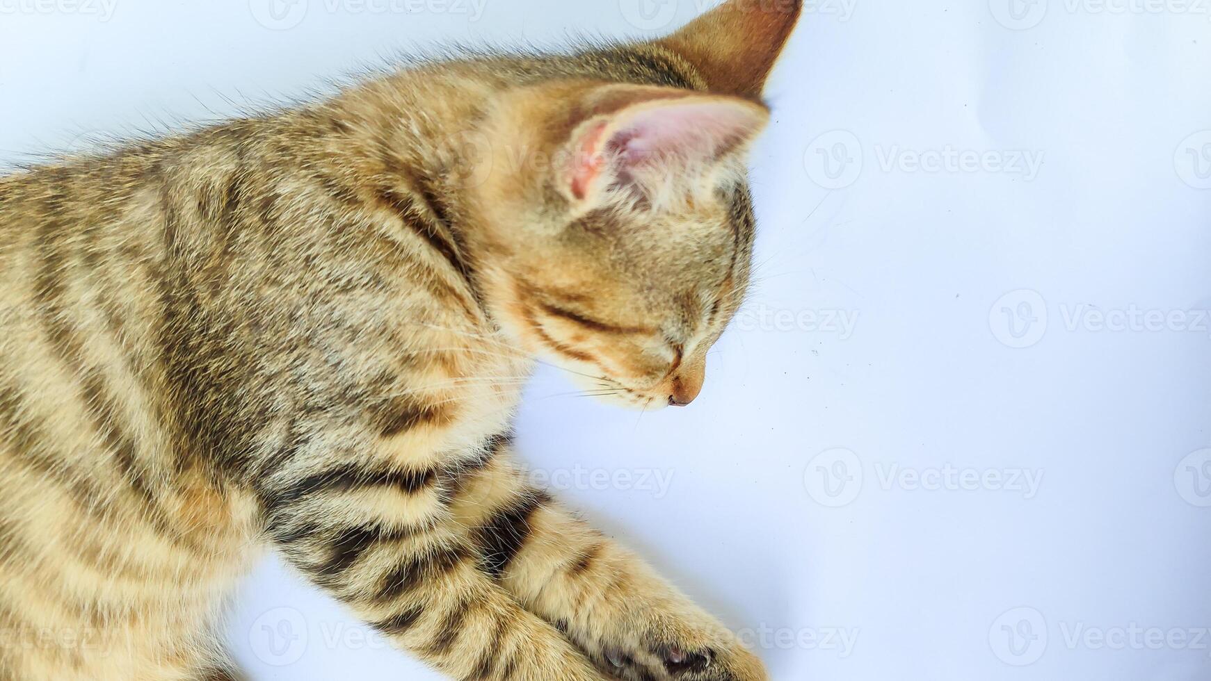 Grey Cat street Portrait face look front camera on blurred background. Focus on nearest eye photo
