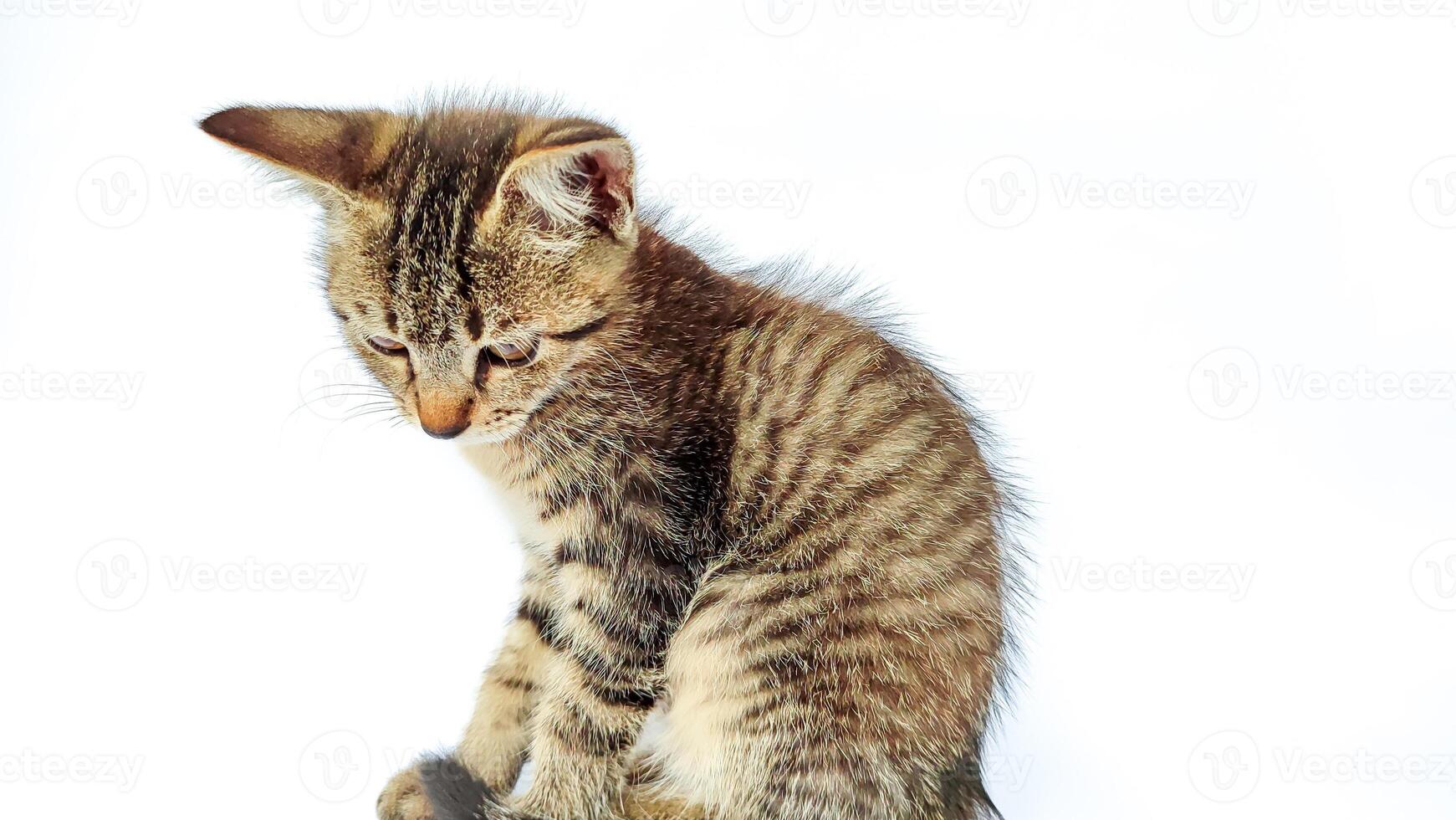 Grey Cat street Portrait face look front camera on blurred background. Focus on nearest eye photo
