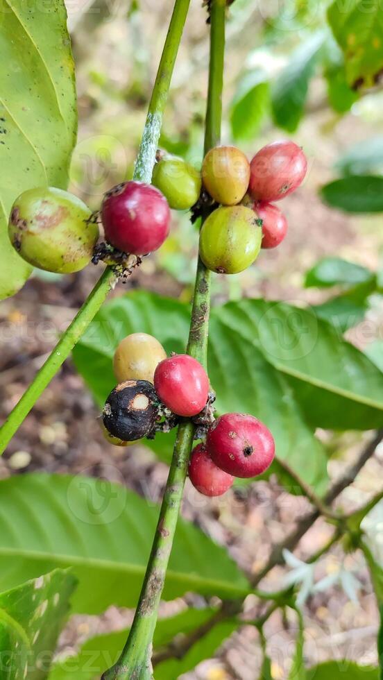 Indonesian Arabica coffee tree, in Curup Bengkulu the most superior coffee photo