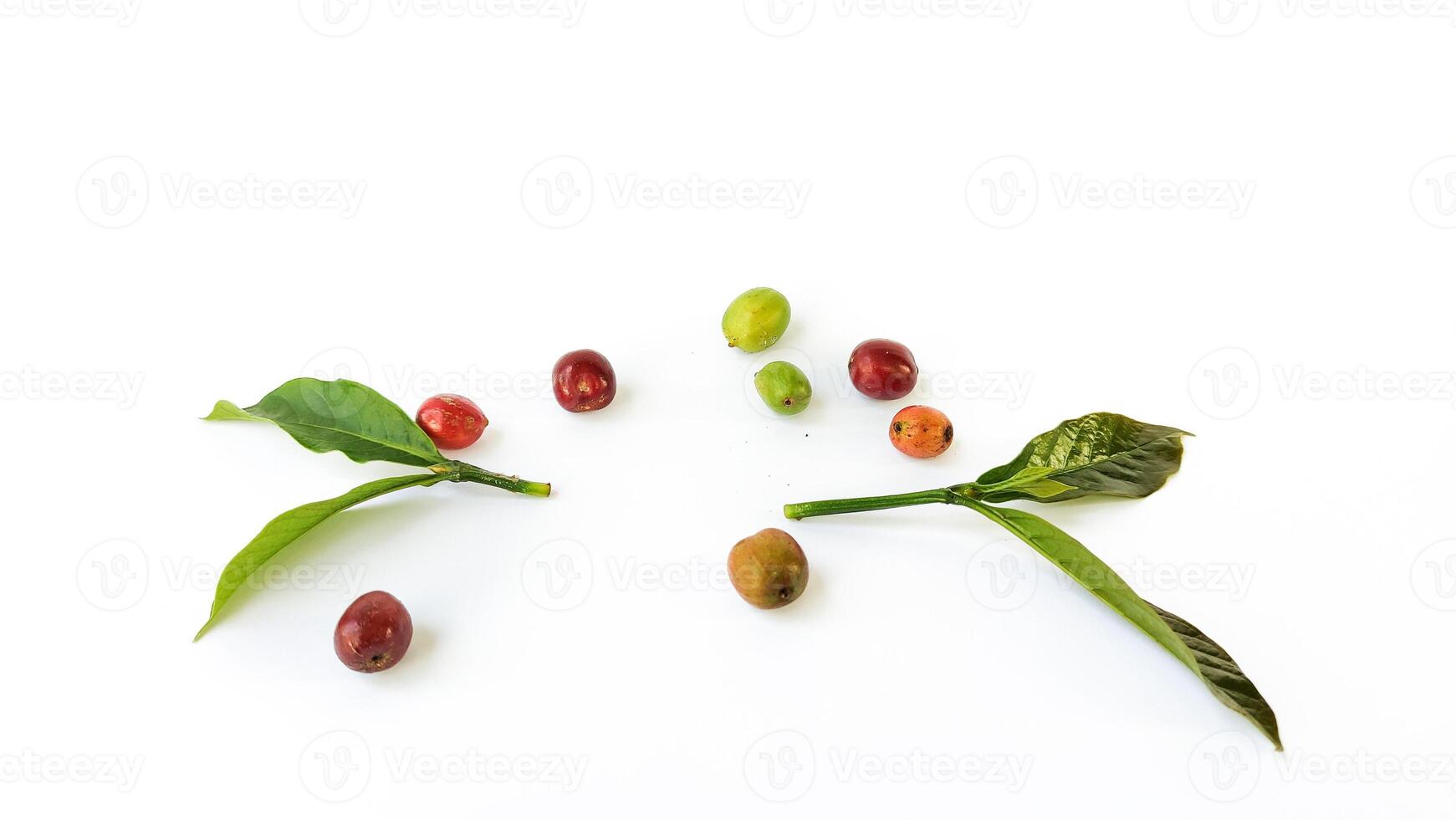 Indonesian Arabica coffee tree, in Curup Bengkulu the most superior coffee photo