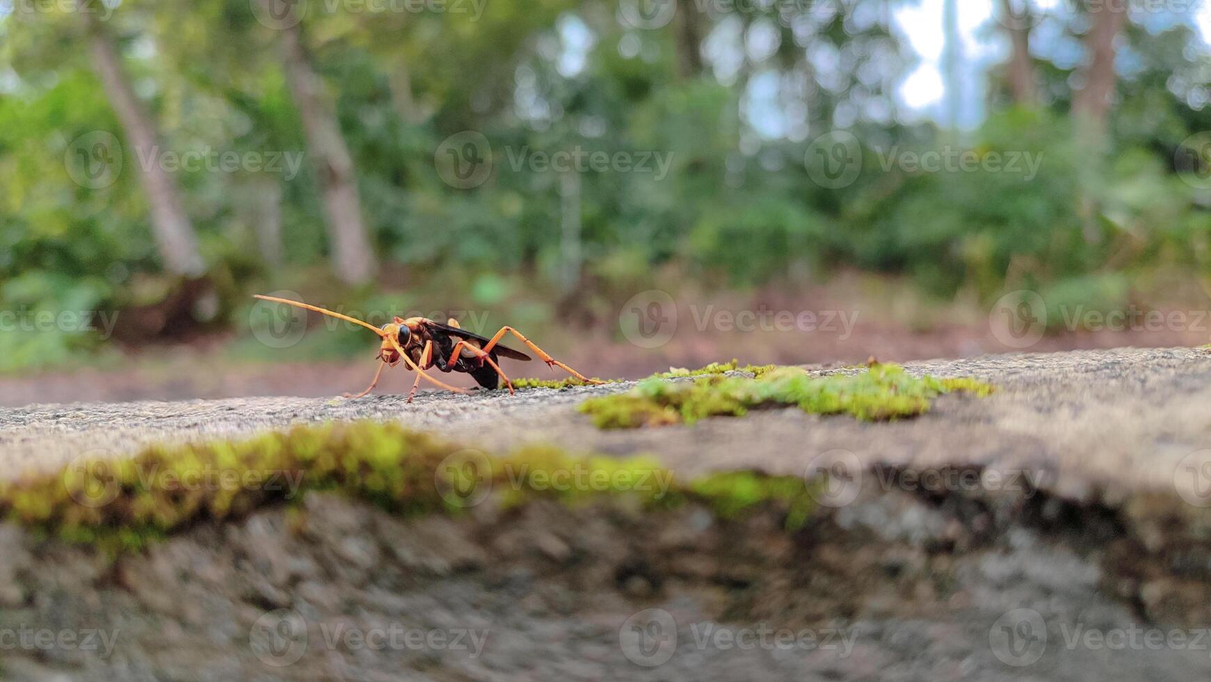 Hemipepsis tamisieri is a species of afrotropical pepsid spider wasp, one of the so-called tarantula hawks because its preferred prey are tarantulas of the family Theraphosidae. photo