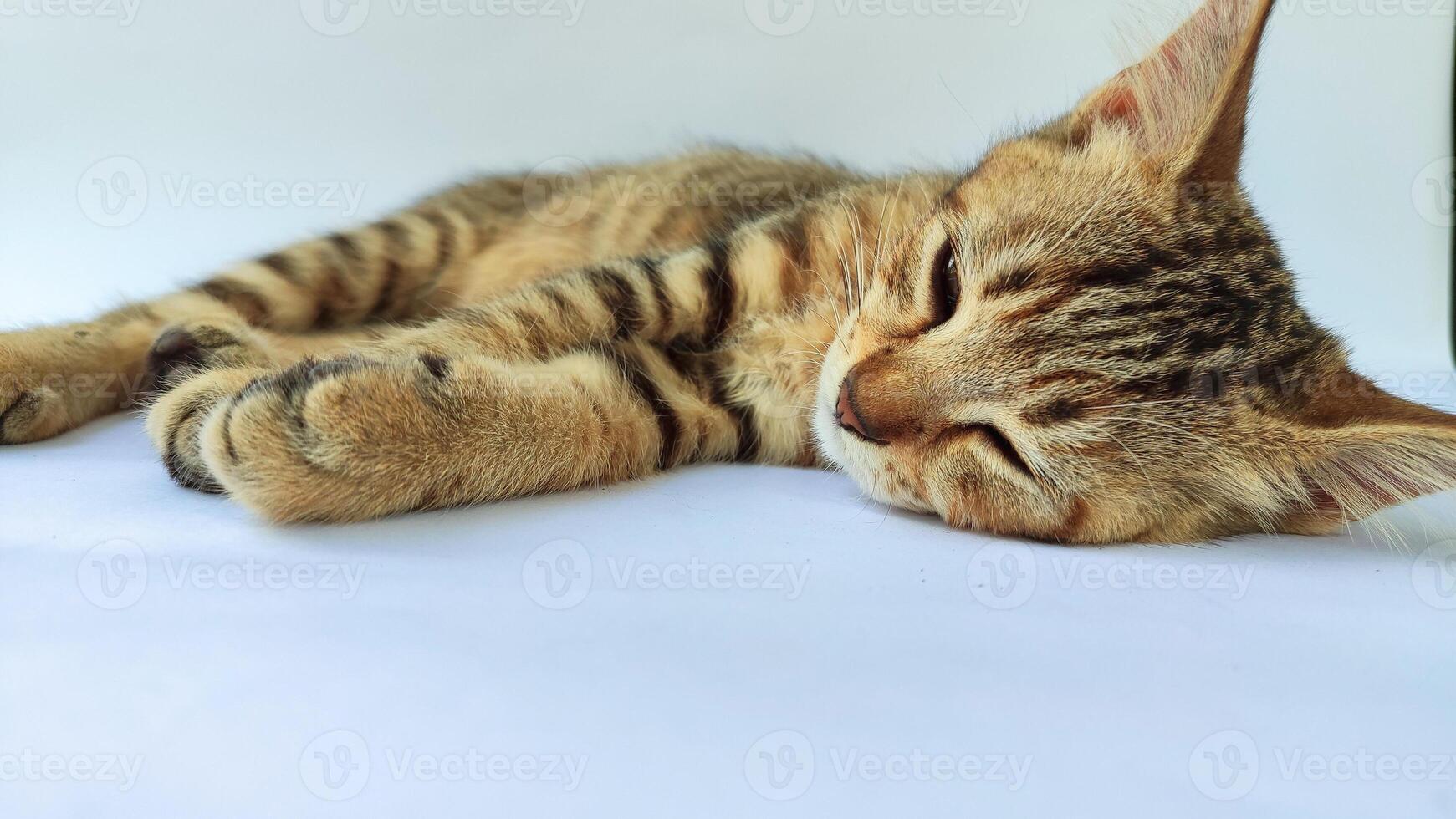 Grey Cat street Portrait face look front camera on blurred background. Focus on nearest eye photo
