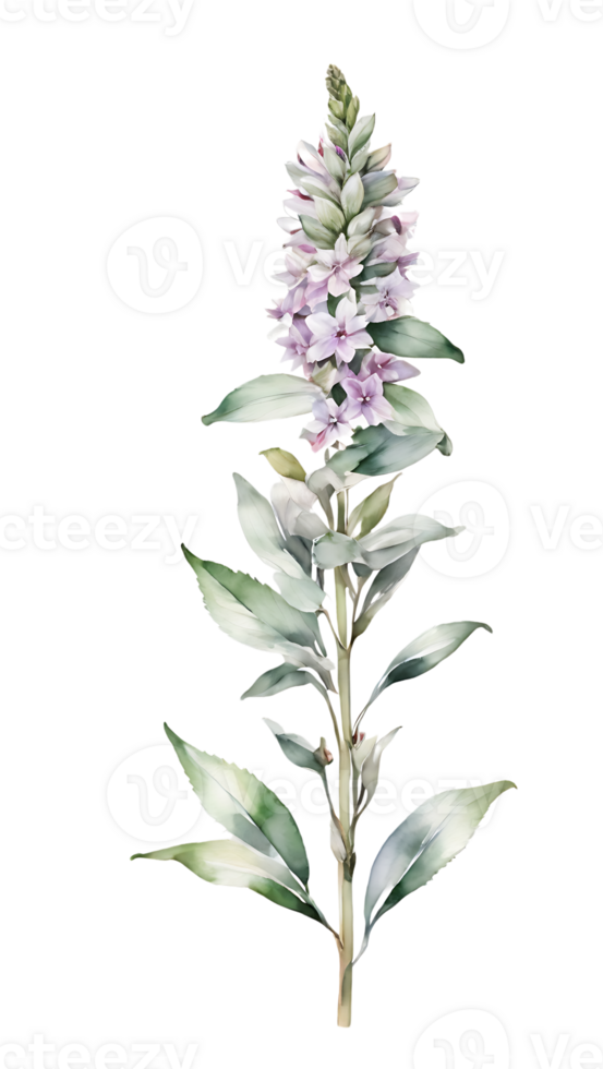 Simple and beautiful watercolor Stachys flower on a transparent background png