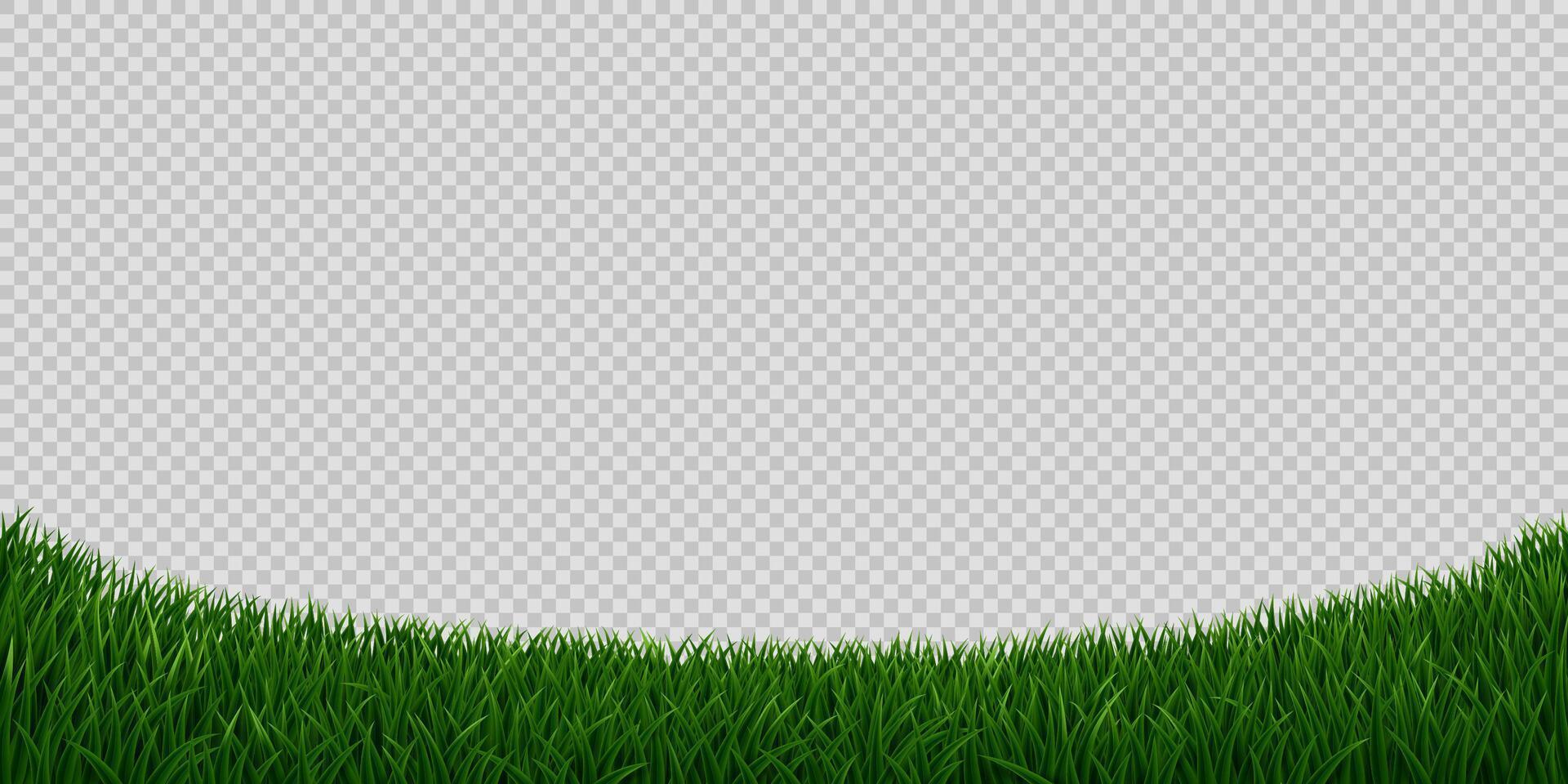 Realistic green grass field or meadow background vector