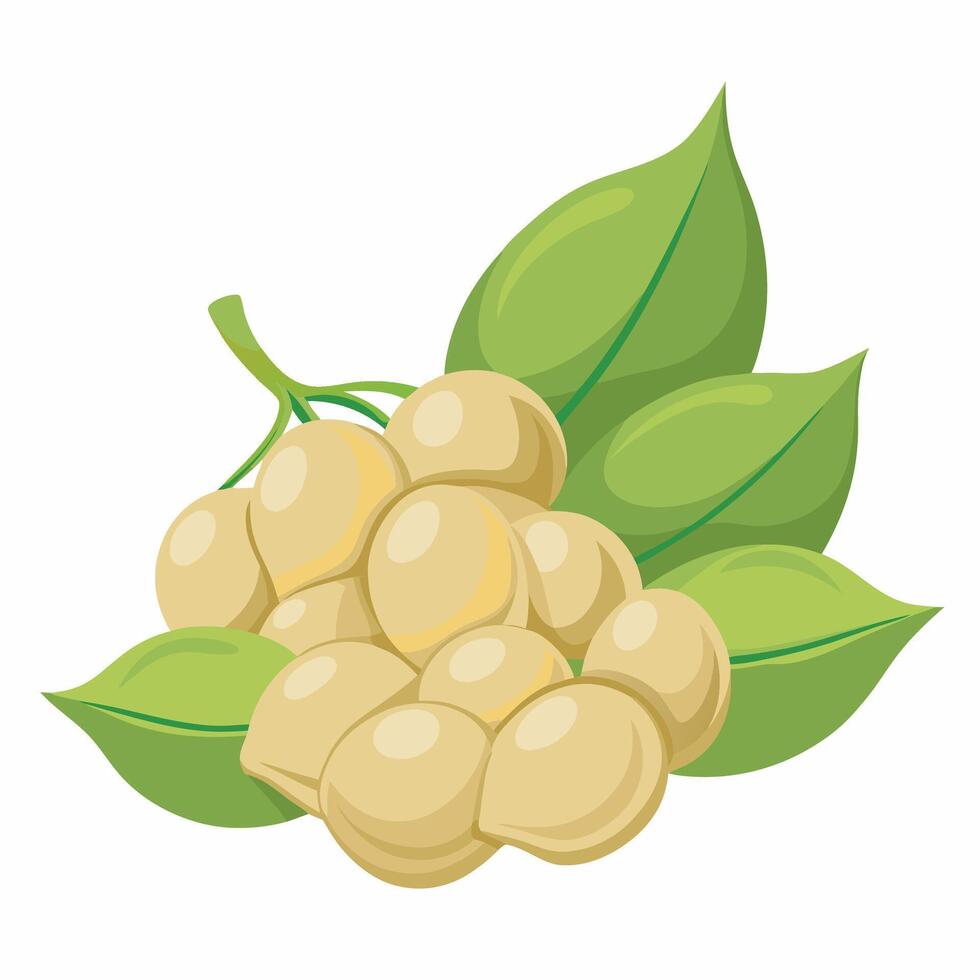 White nutmeg fruit with green leaves illustration vector