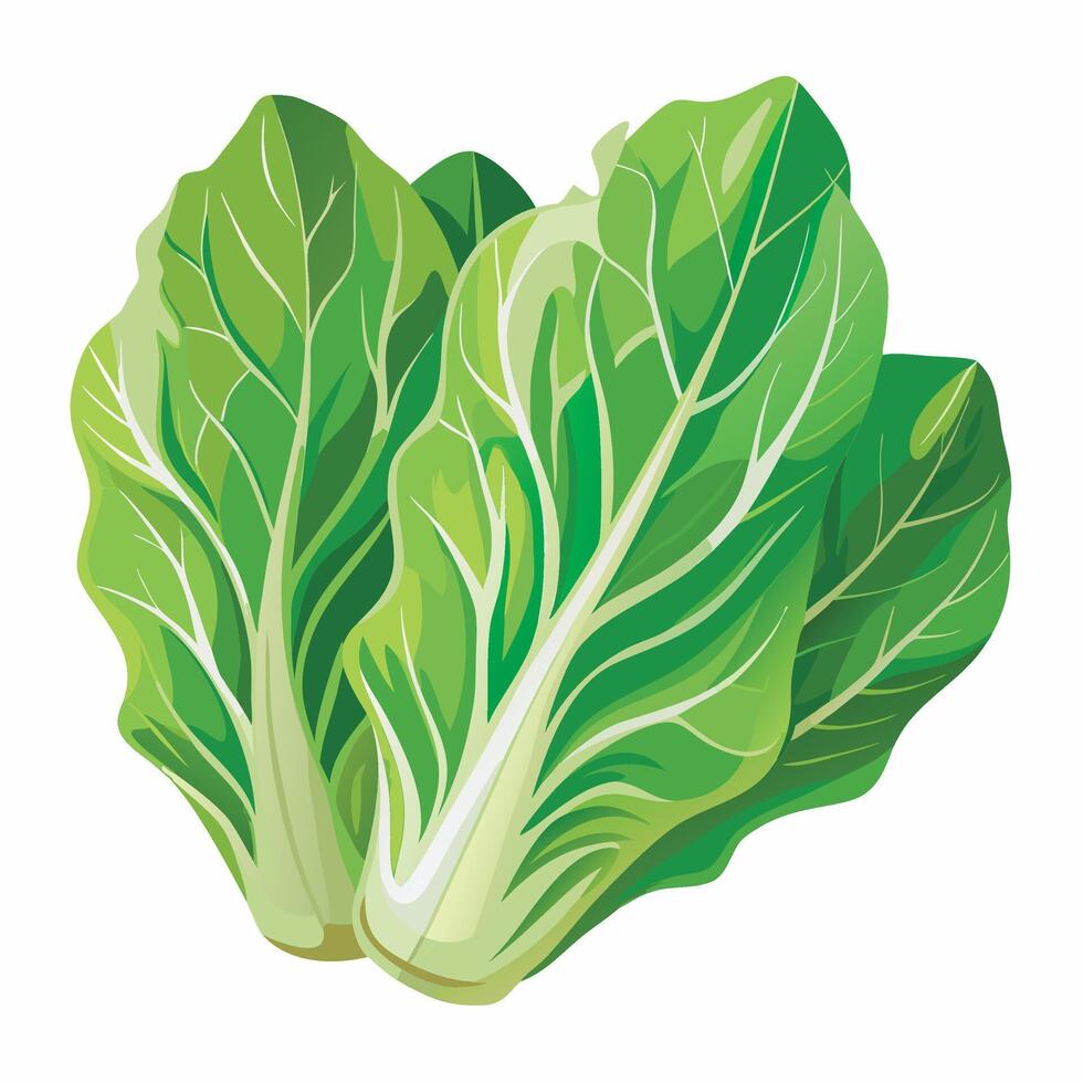 Green leafy vegetables, lettuce, cabbage, cabbage leaf, cabbage, cabbage leaf, cabbage, vector