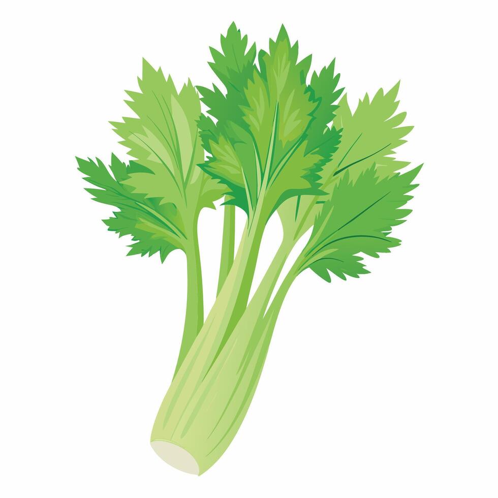 A celery plant is shown on a white background vector