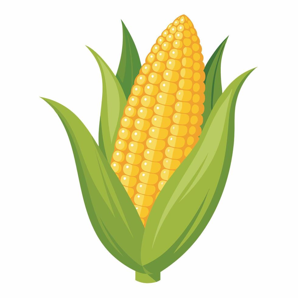 Corn on the cob illustration vector