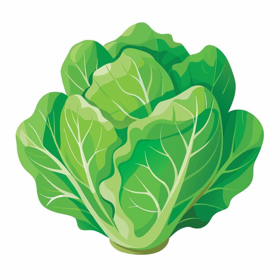 A green cabbage is shown on a white background vector